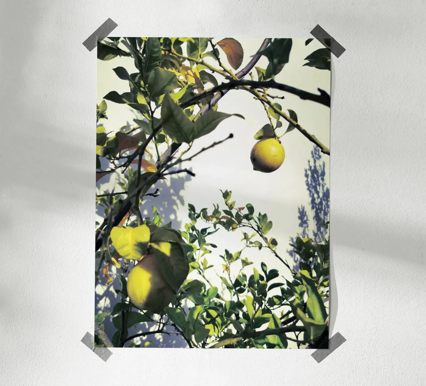 Lemons poster da Angelo Cerantola