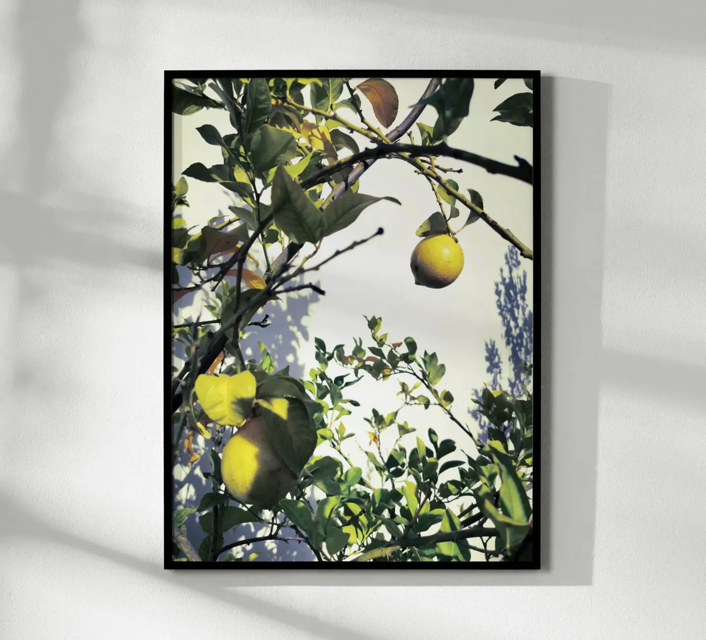 Lemons poster da Angelo Cerantola