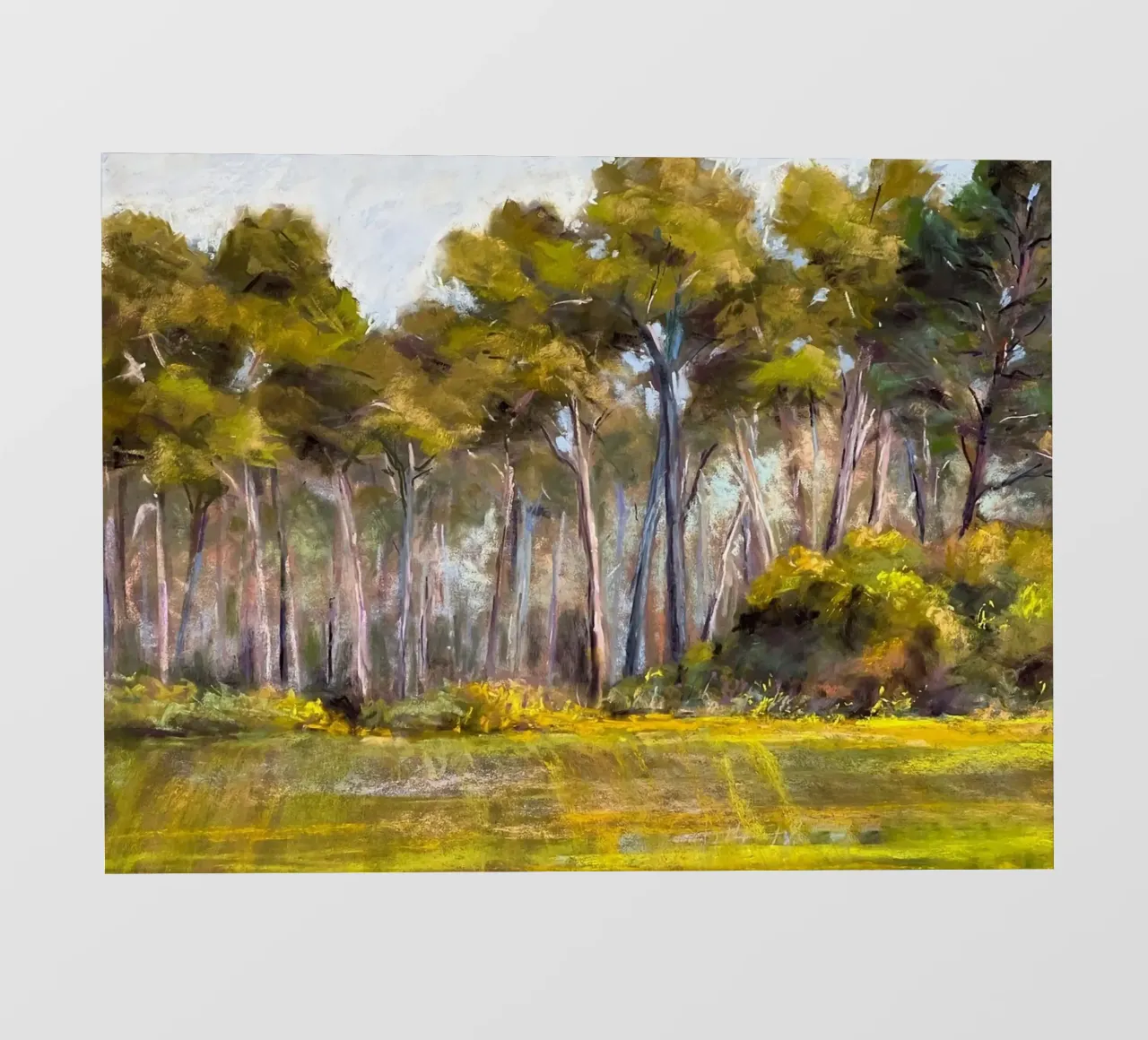 alberi della foresta pellicola backlit da Karl Martin