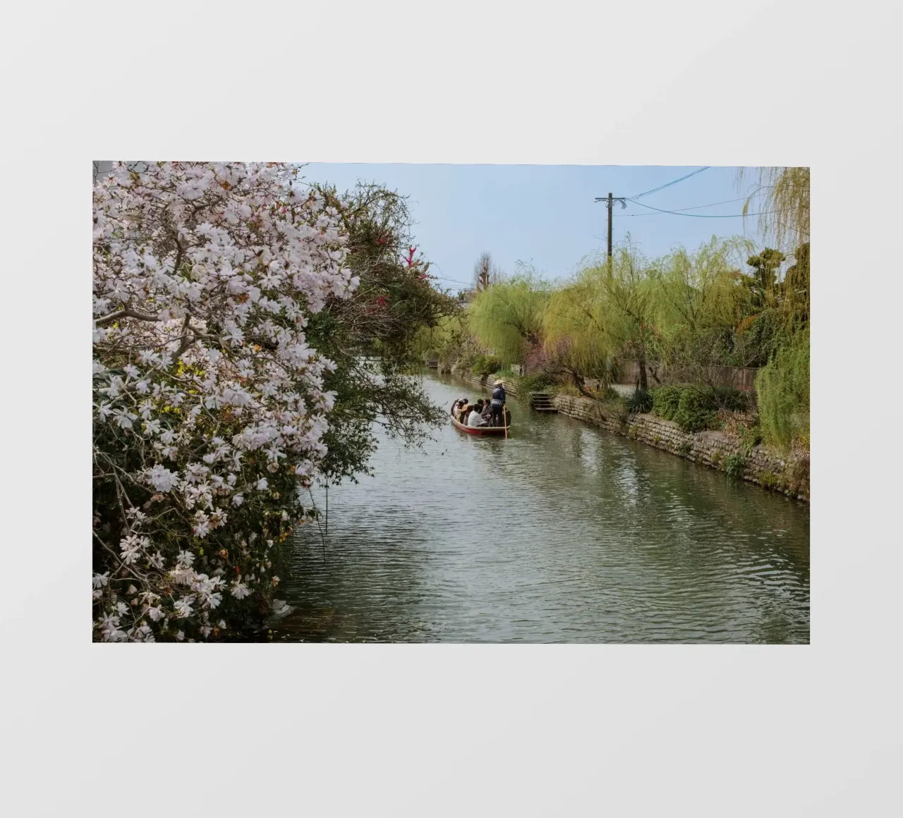 Canale dei ciliegi in fiore a Yanagawa, Giappone pellicola backlit da Marcel Bisig