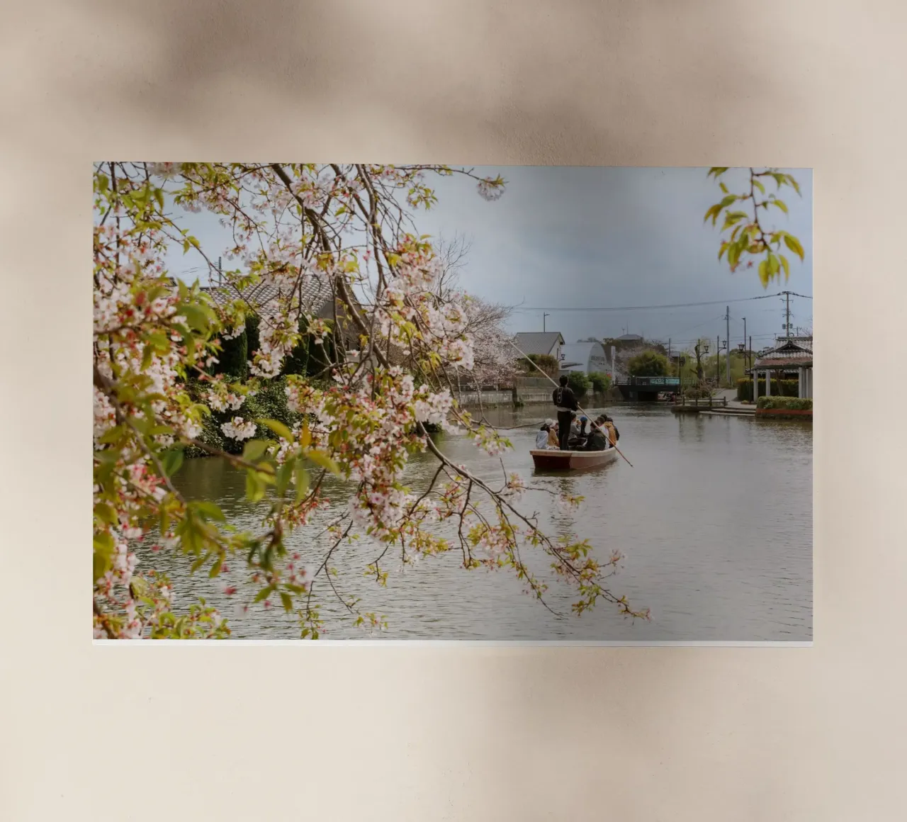 Il fiume dei ciliegi in fiore a Yanagawa, Giappone pellicola backlit da Marcel Bisig