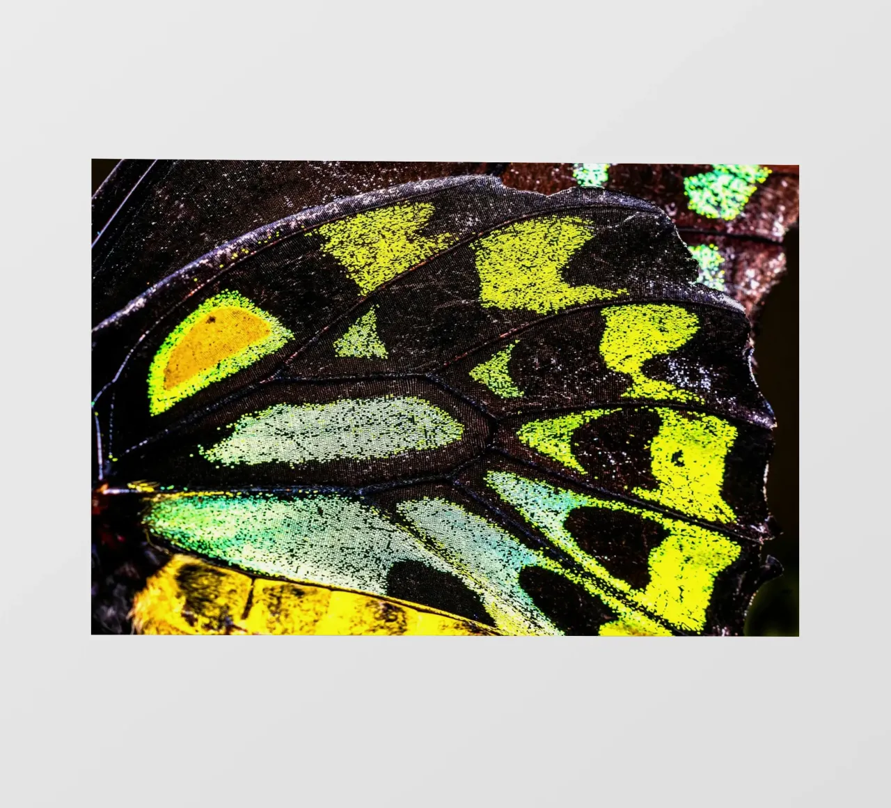 ala di farfalla pellicola backlit da Earthly Visions