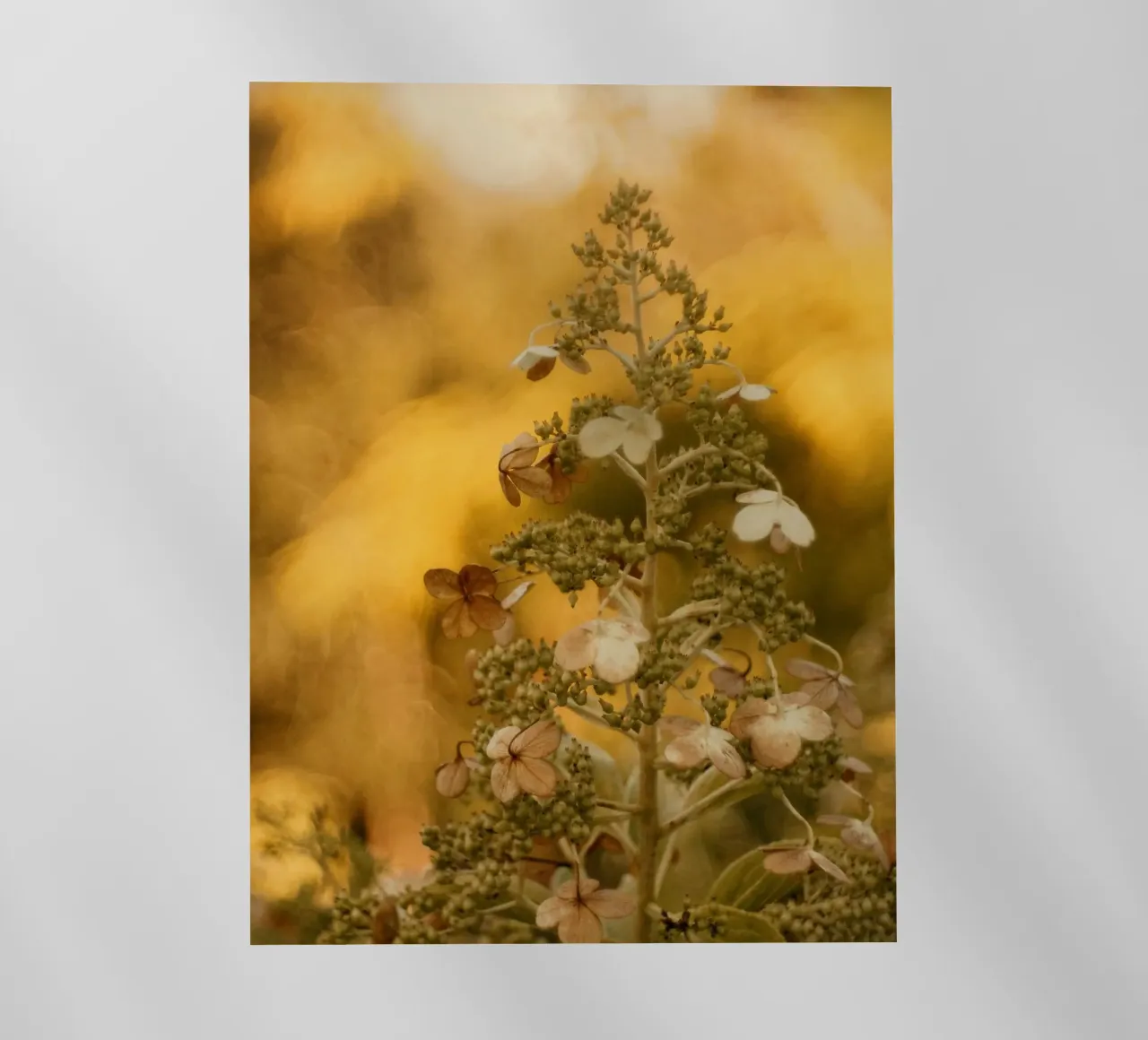 fiori natura pellicola backlit da Earthly Visions