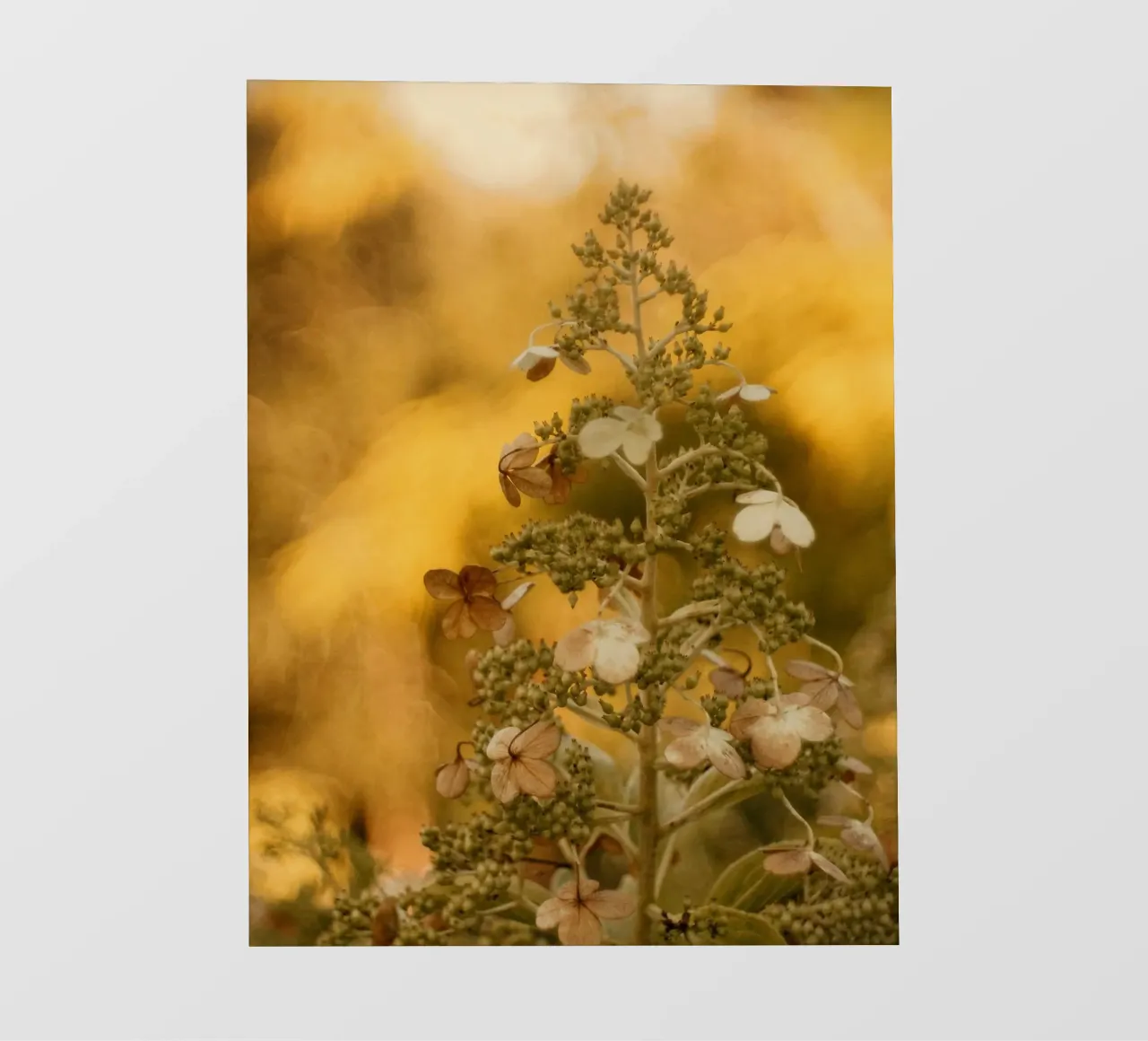 fiori natura pellicola backlit da Earthly Visions
