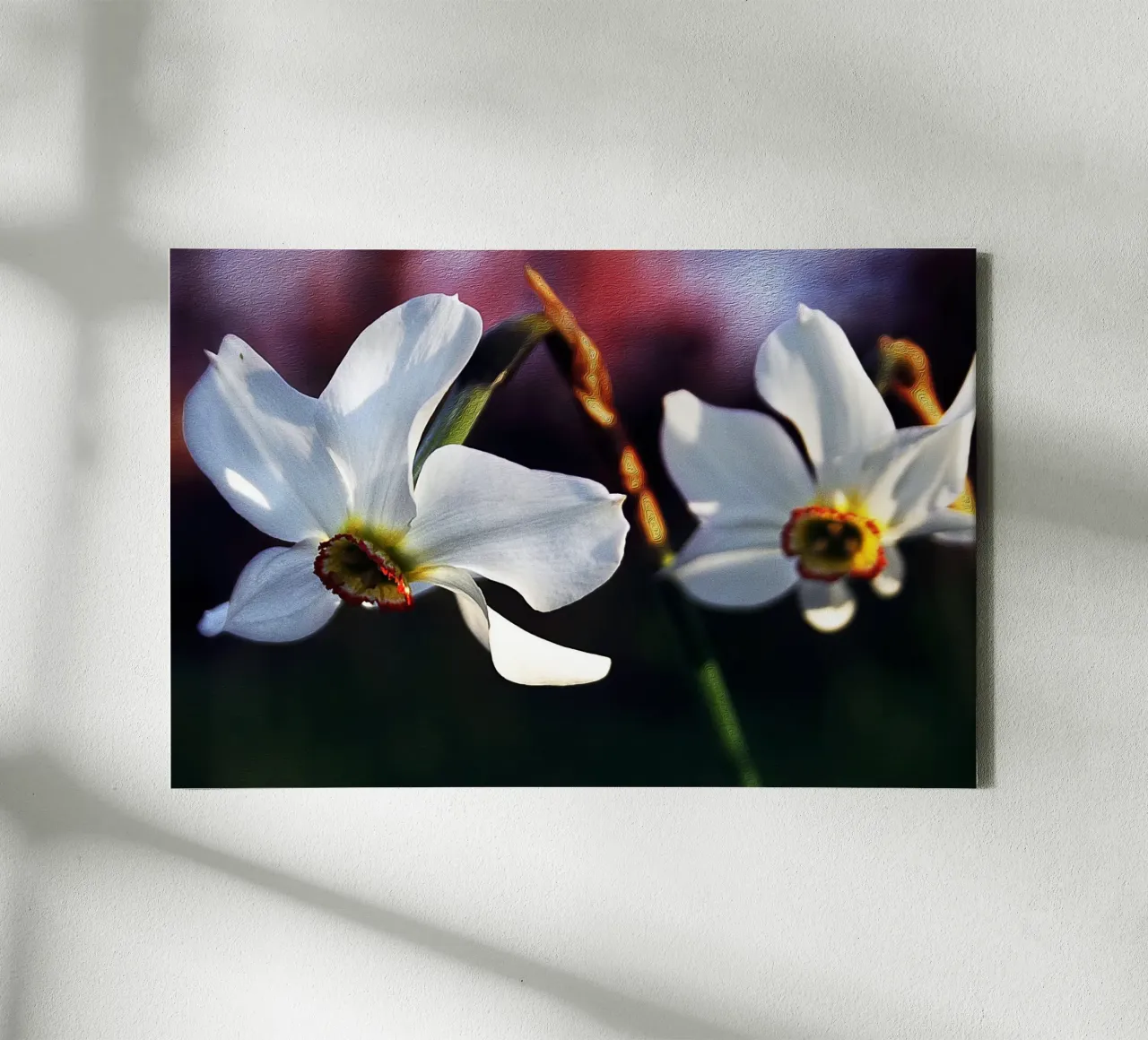 White Daffodils in Soft Focus – Painterly Floral Art Print canvas with Floater frame by jay