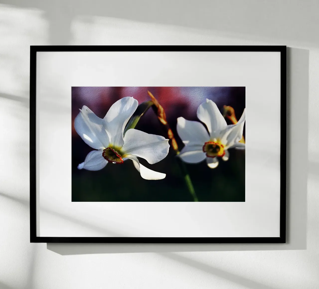 Witte narcissen in zachte focus - Schilderachtige bloemenprint poster met aluminium frame van jay