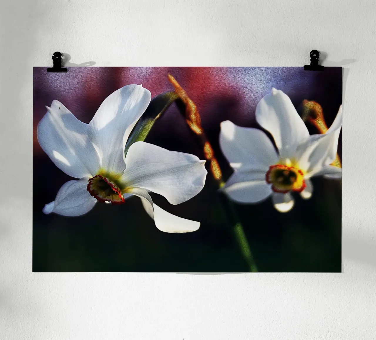 Witte narcissen in zachte focus - Schilderachtige bloemenprint poster met aluminium frame van jay