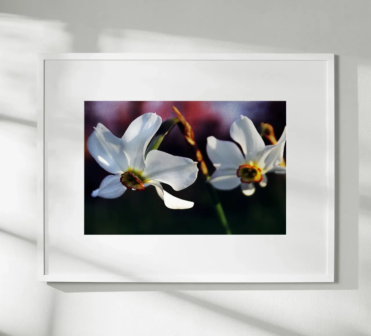 Witte narcissen in zachte focus - Schilderachtige bloemenprint poster met aluminium frame van jay