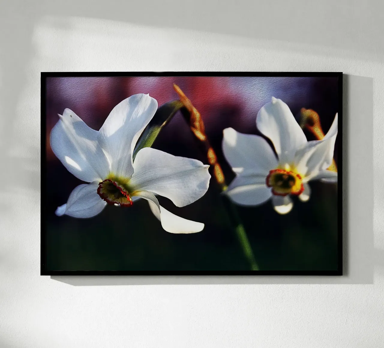 Witte narcissen in zachte focus - Schilderachtige bloemenprint poster met aluminium frame van jay