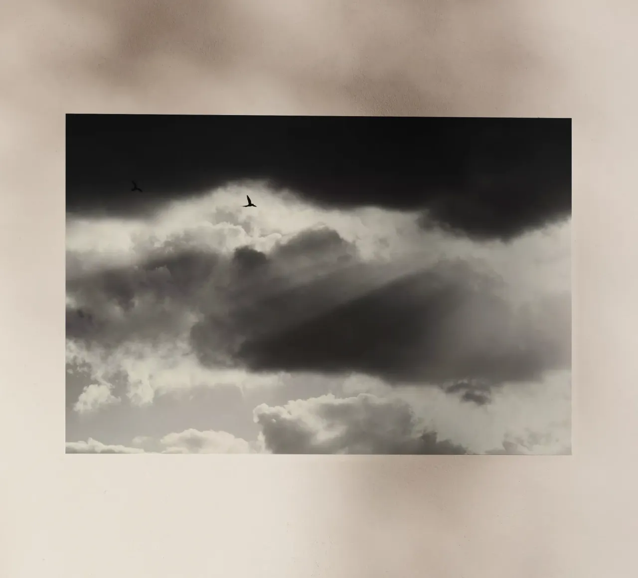 Two pellicola backlit da Tal Paz-Fridman