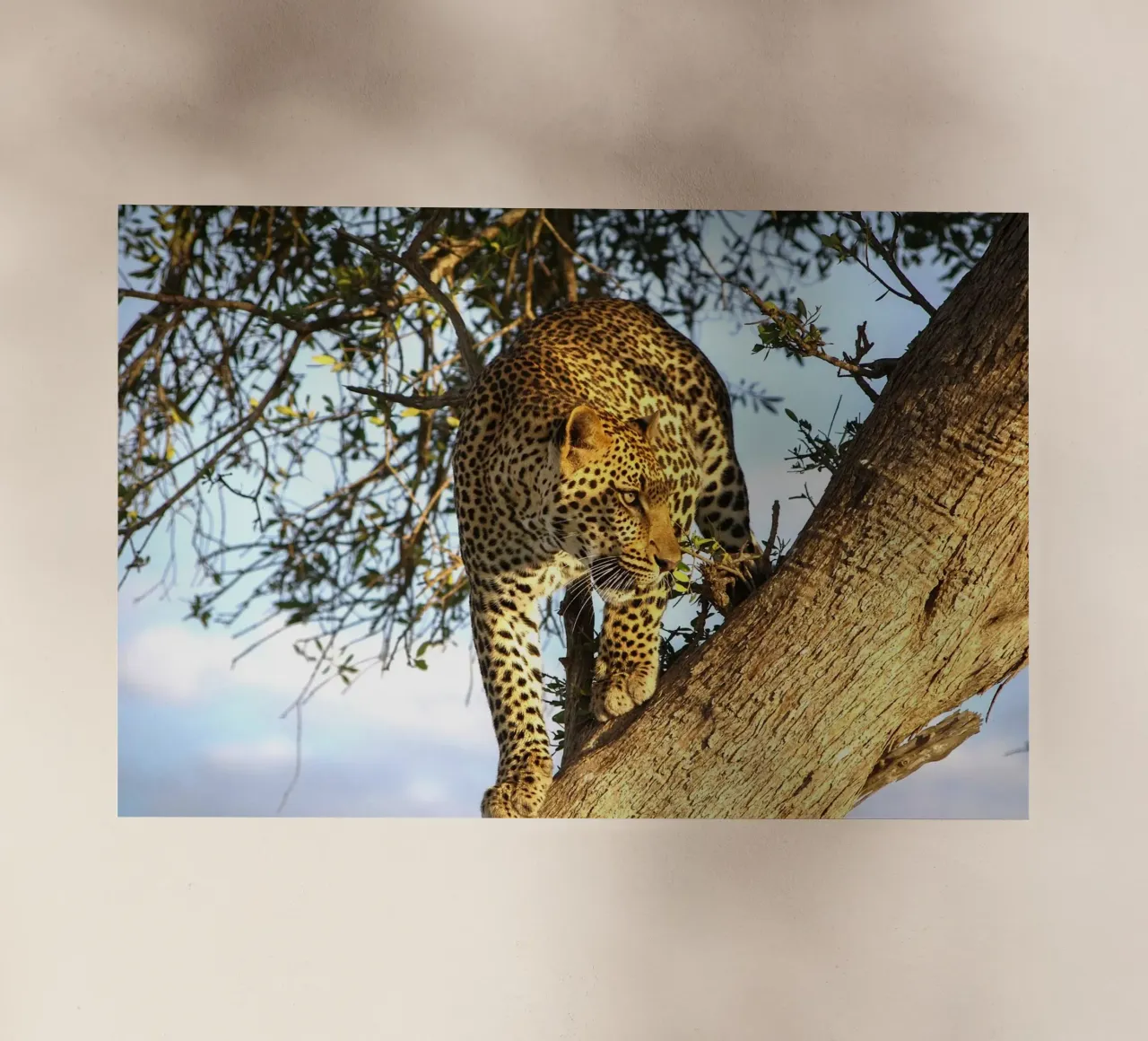 Predatore silenzioso pellicola backlit da Nature's Palette
