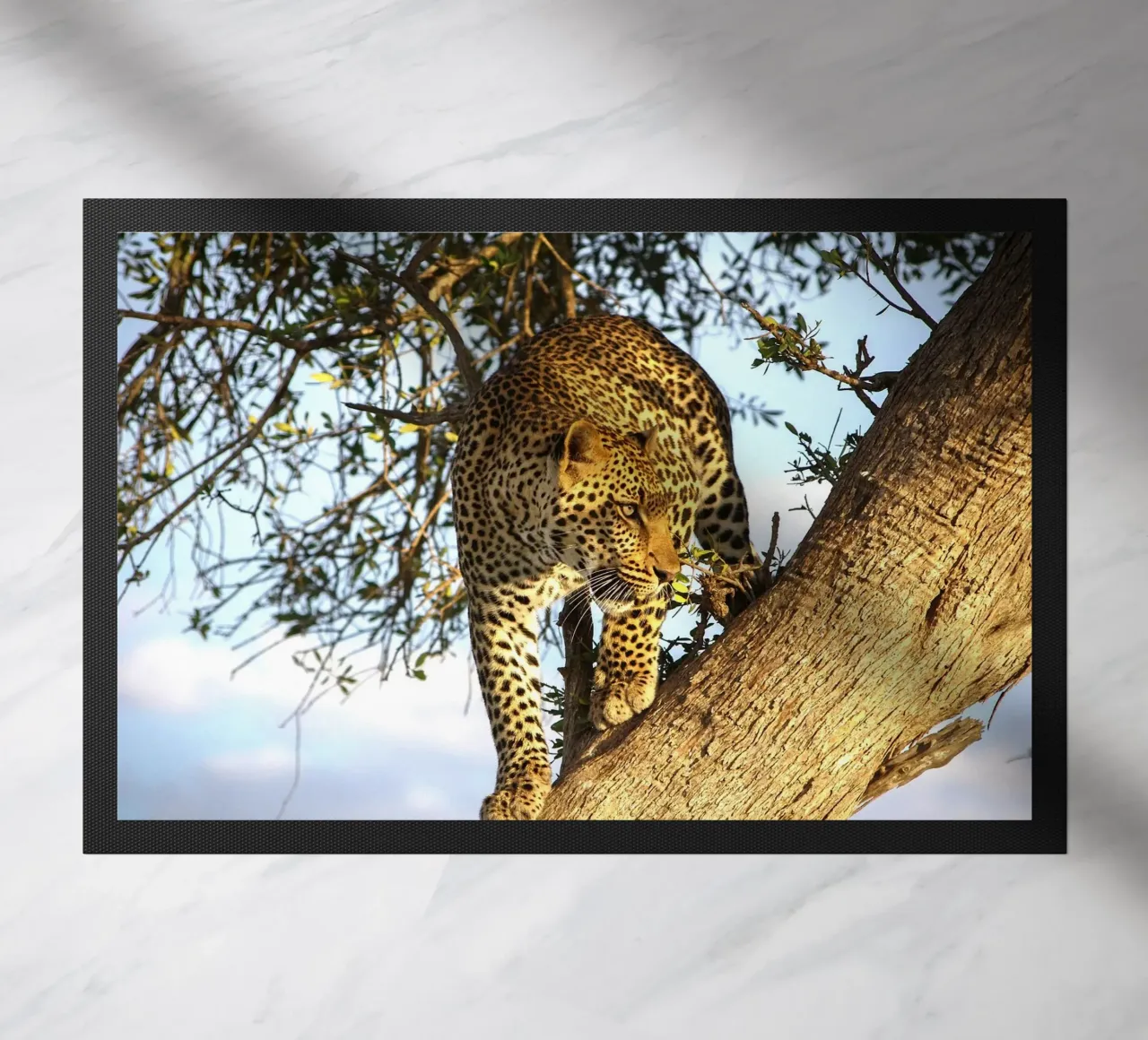 Predatore silenzioso zerbino da Nature's Palette
