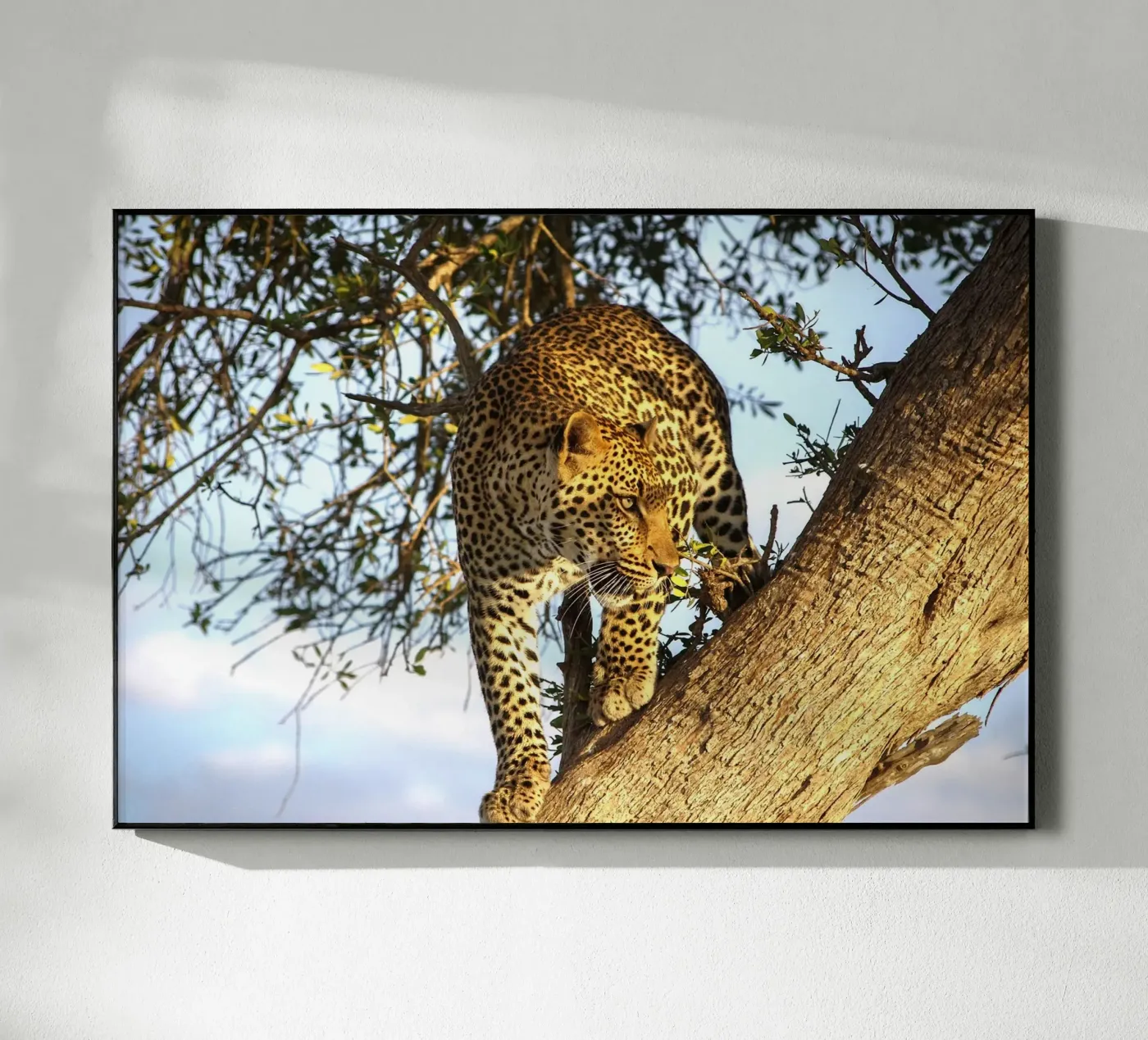 Silent Predator plexiglass da Nature's Palette