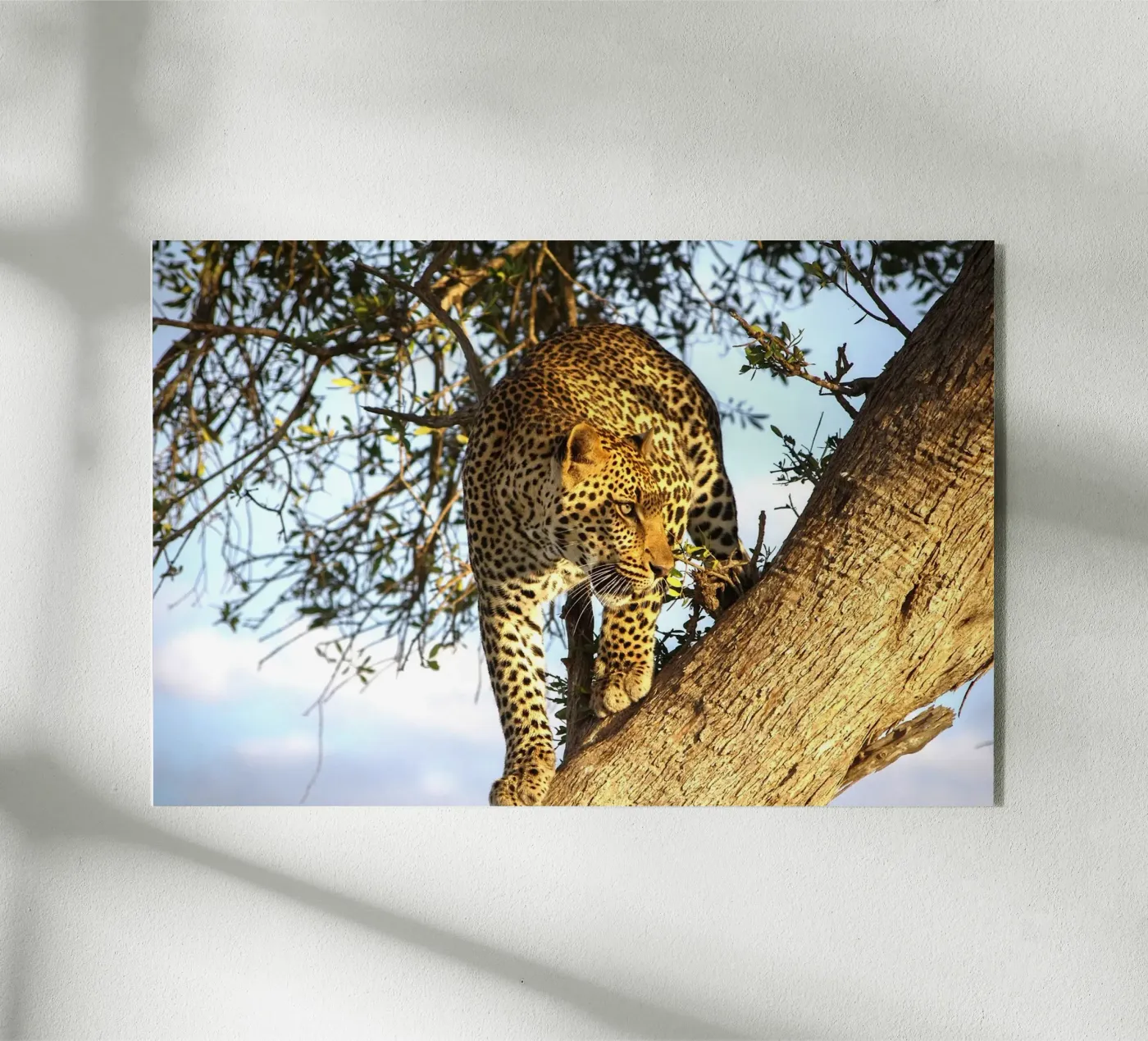 Silent Predator plexiglass da Nature's Palette