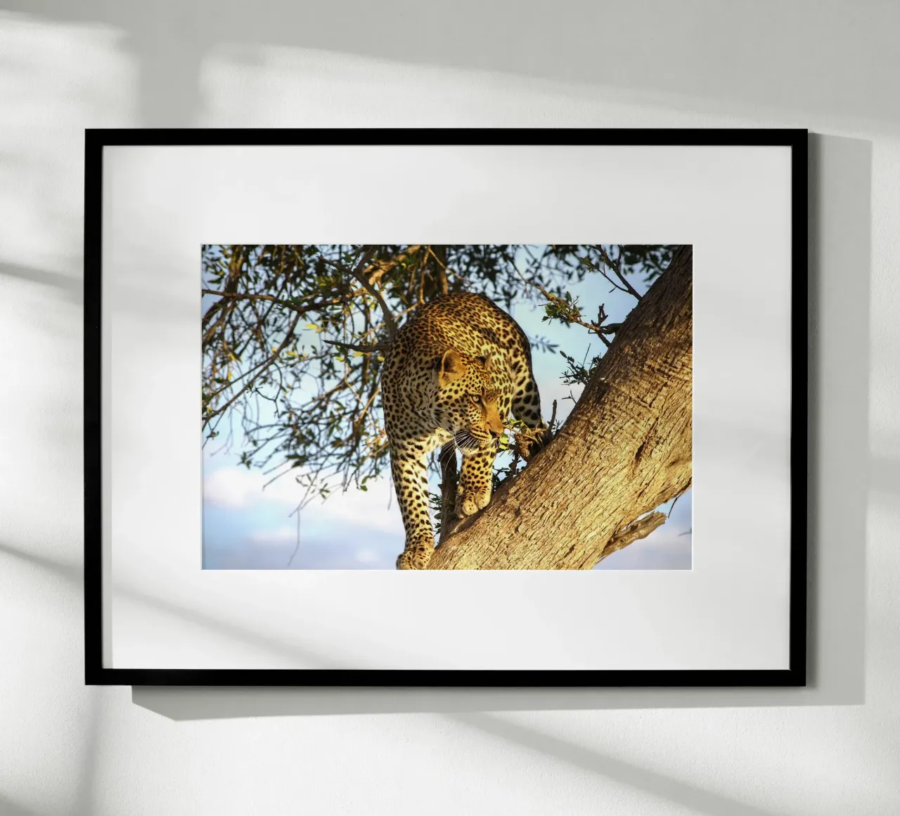 Predatore silenzioso poster con telaio in legno da Nature's Palette