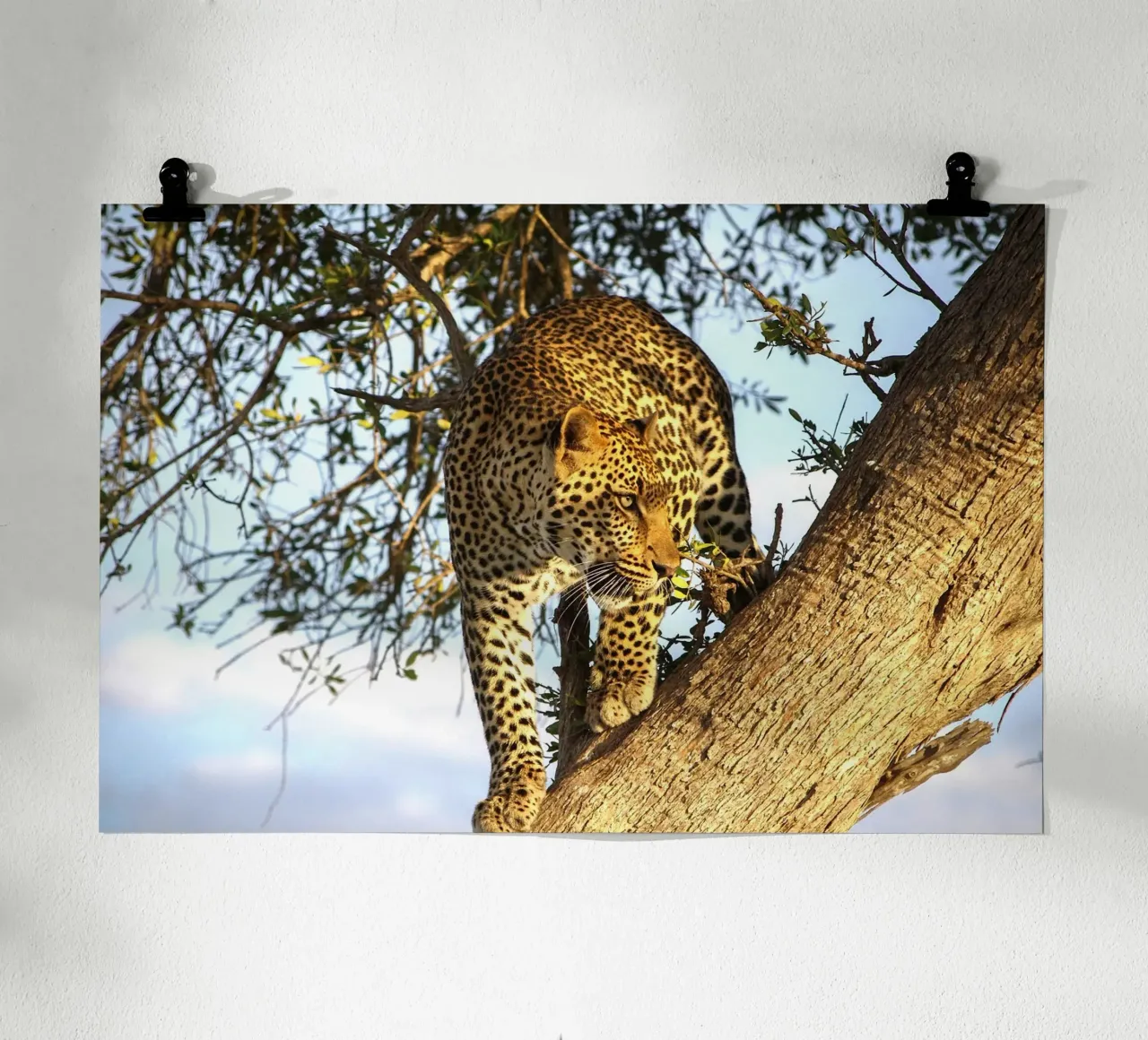 Predatore silenzioso poster con telaio in legno da Nature's Palette