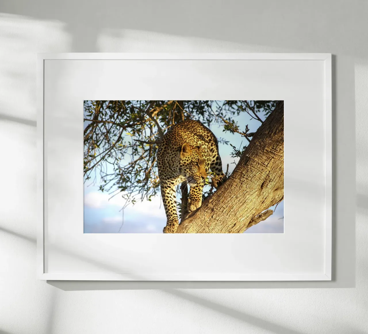 Predatore silenzioso poster con telaio in legno da Nature's Palette