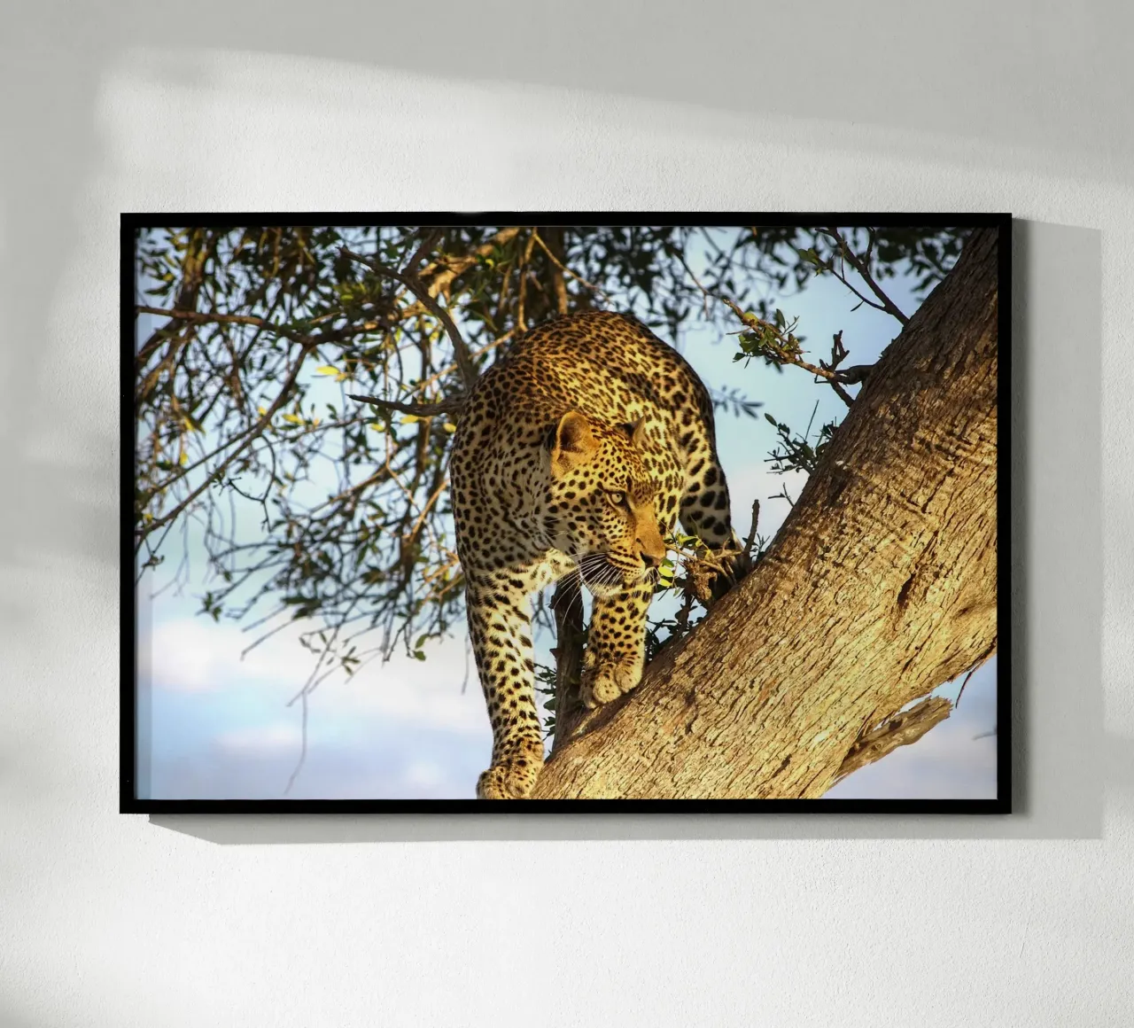 Predatore silenzioso poster con telaio in legno da Nature's Palette