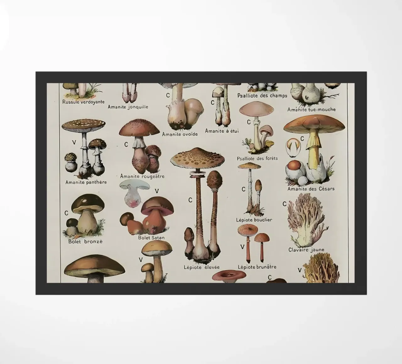 funghi zerbino da Amber Hughes