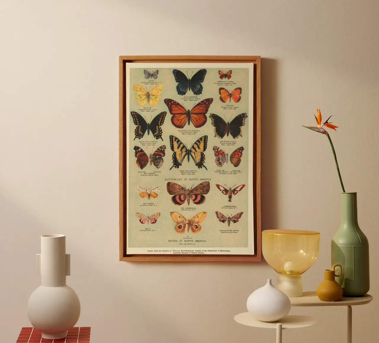 vlinders motten canvas met Baklijst van Amber Hughes