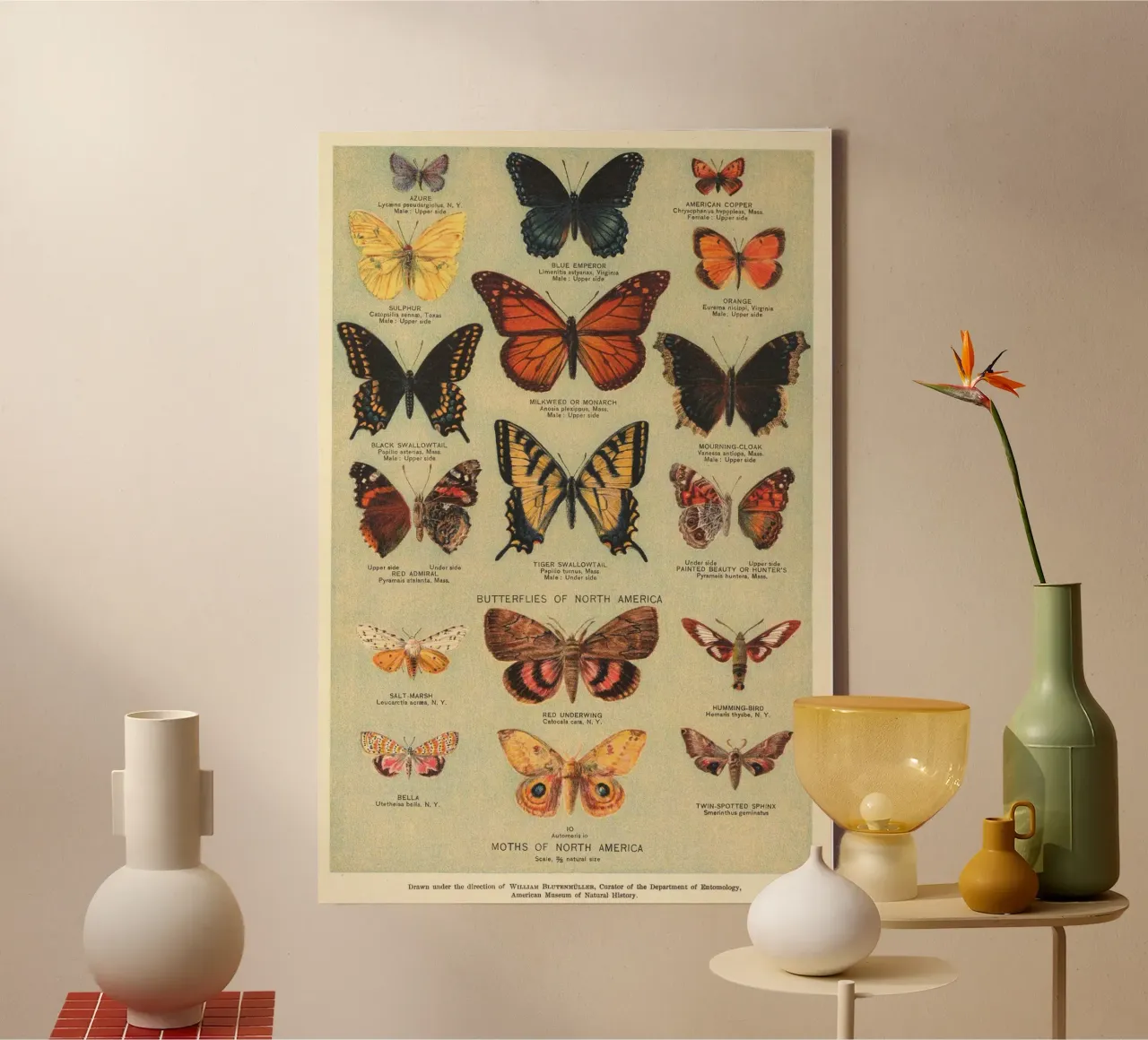 vlinders motten canvas met Baklijst van Amber Hughes