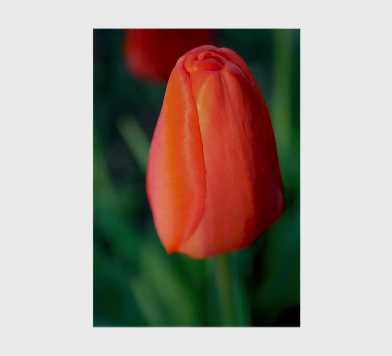 Red Tulip Unfolding – Minimal Botanical Close-Up notebook by jay