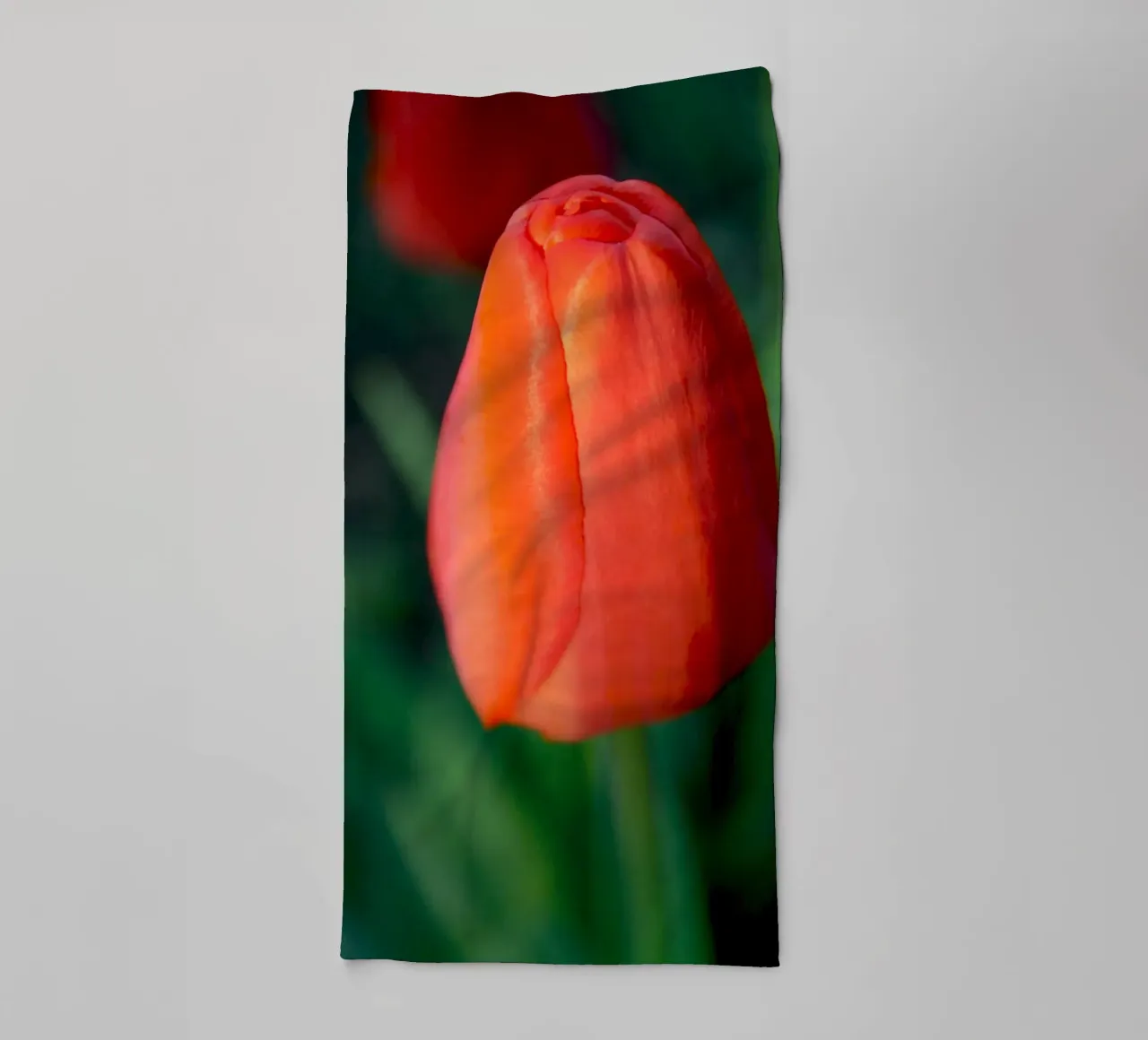 Rote Tulpe Entfaltung - Minimale botanische Nahaufnahme Handtuch von jay