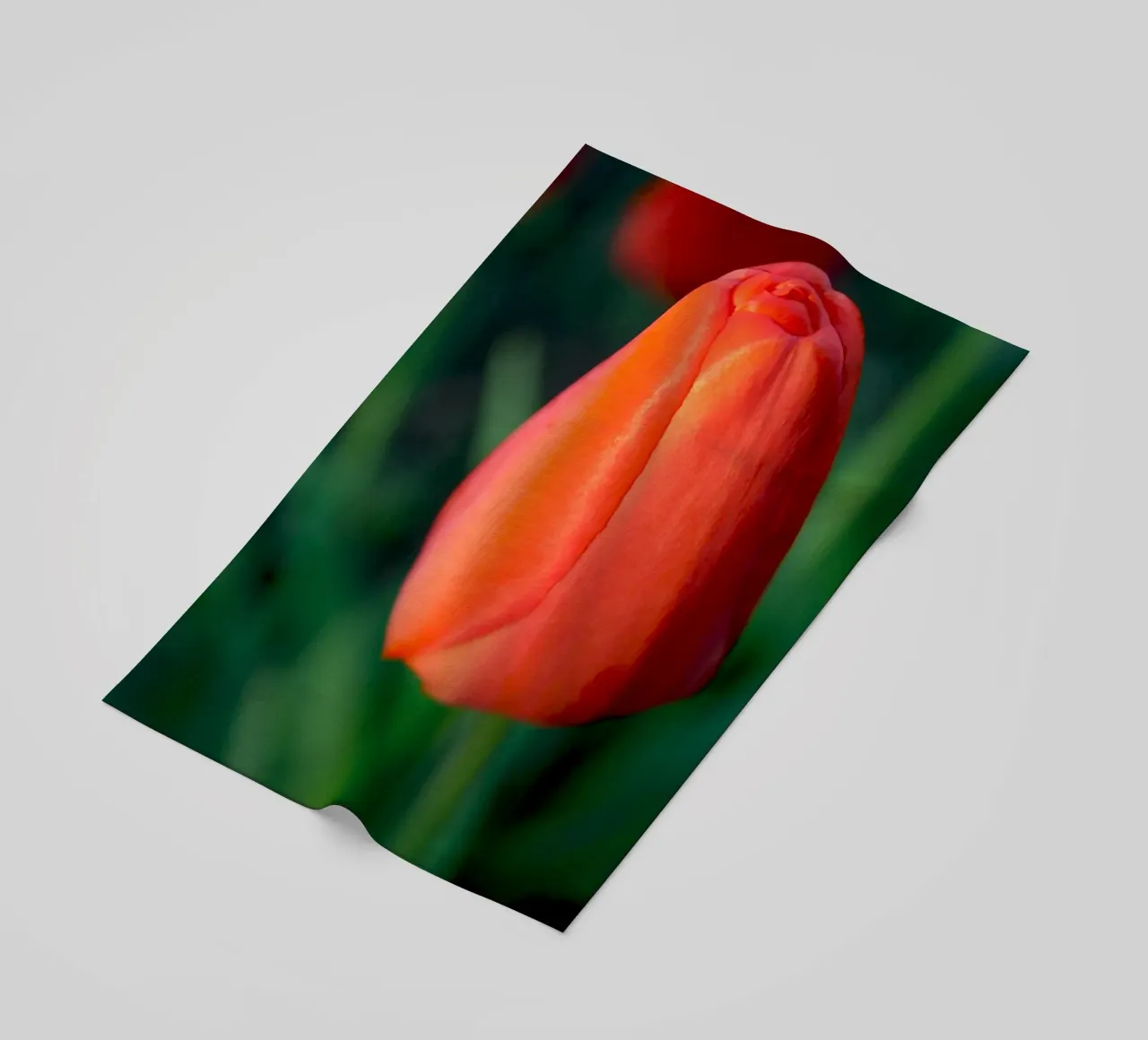Red Tulip Unfolding – Minimal Botanical Close-Up beach towel by jay