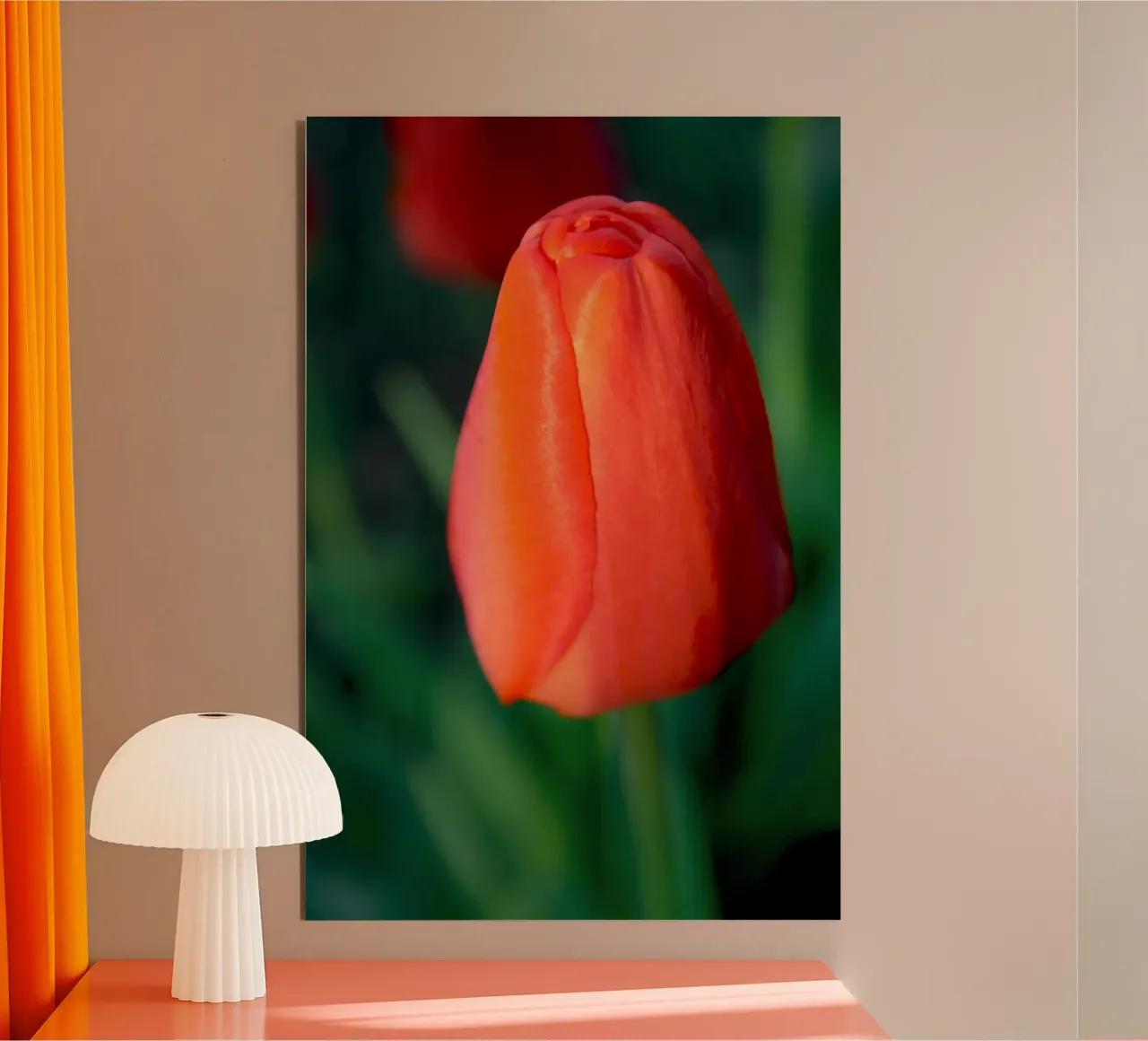 Red Tulip Unfolding – Minimal Botanical Close-Up alu-dibond by jay