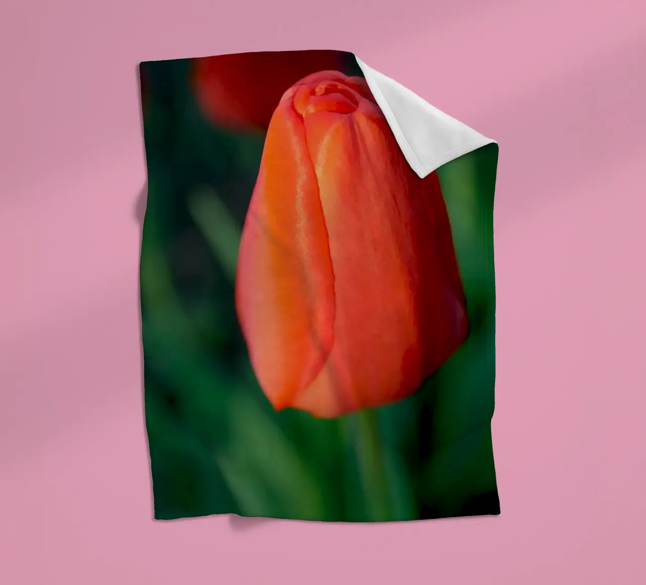 Red Tulip Unfolding – Minimal Botanical Close-Up fleece blanket by jay