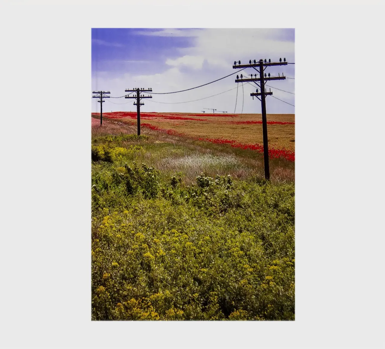 Spring is Loading in Romania – Wildflower Field from Train W notebook by jay