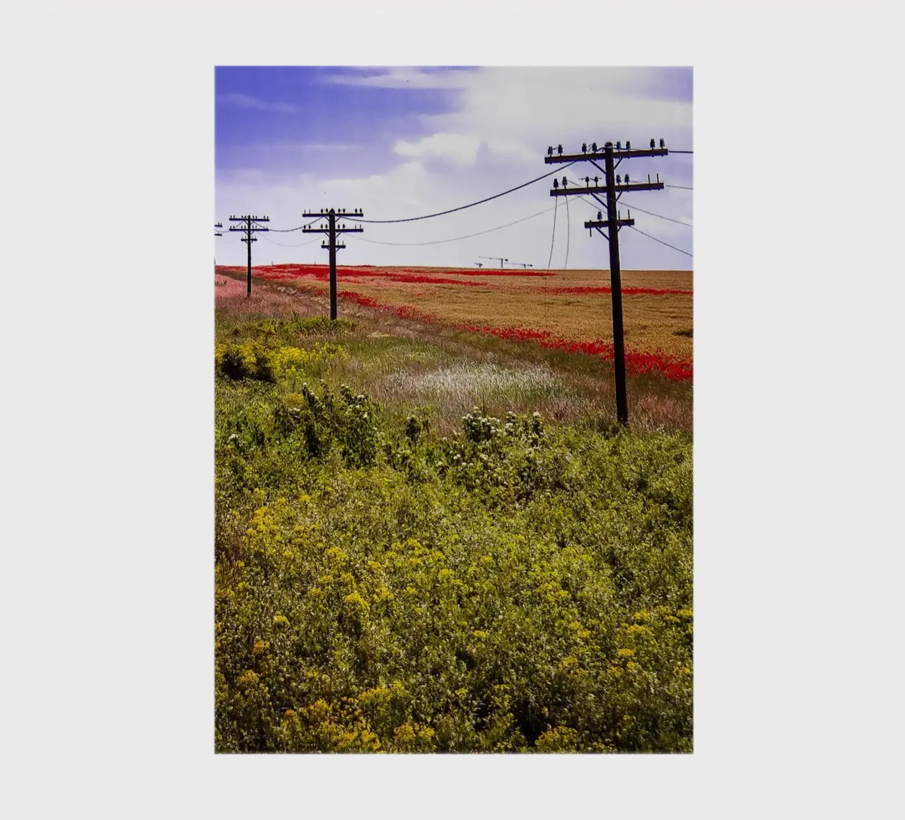 Spring is Loading in Romania – Wildflower Field from Train W notebook by jay