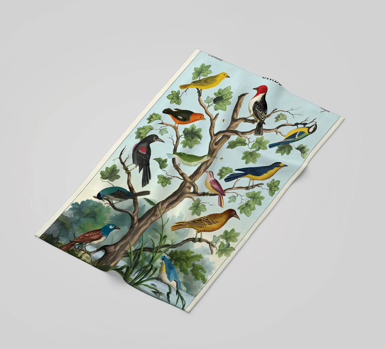 uccelli telo mare da Graham Robertson