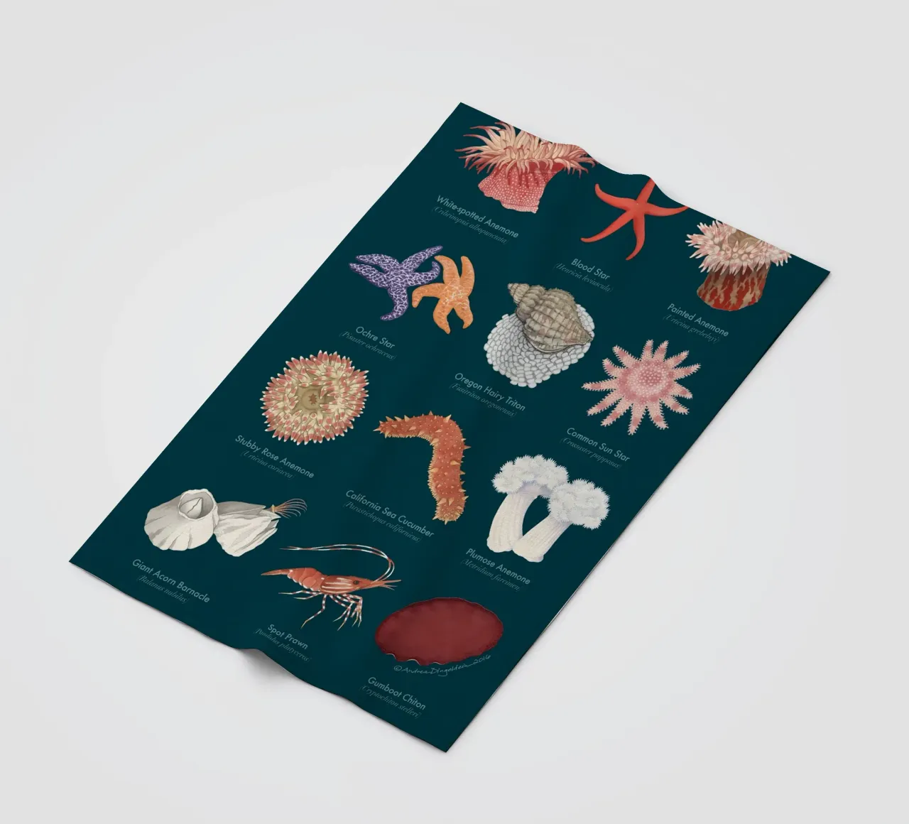 fauna selvatica subacquea coperta in pile da Graham Robertson