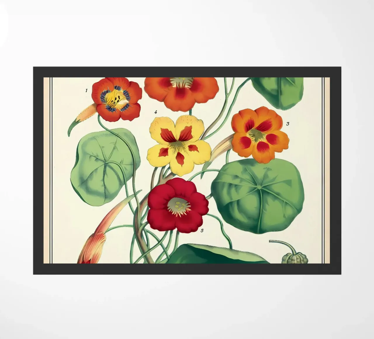 botanico zerbino da Graham Robertson