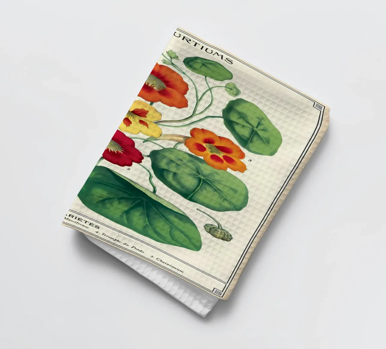 botanico canovaccio da cucina da Graham Robertson