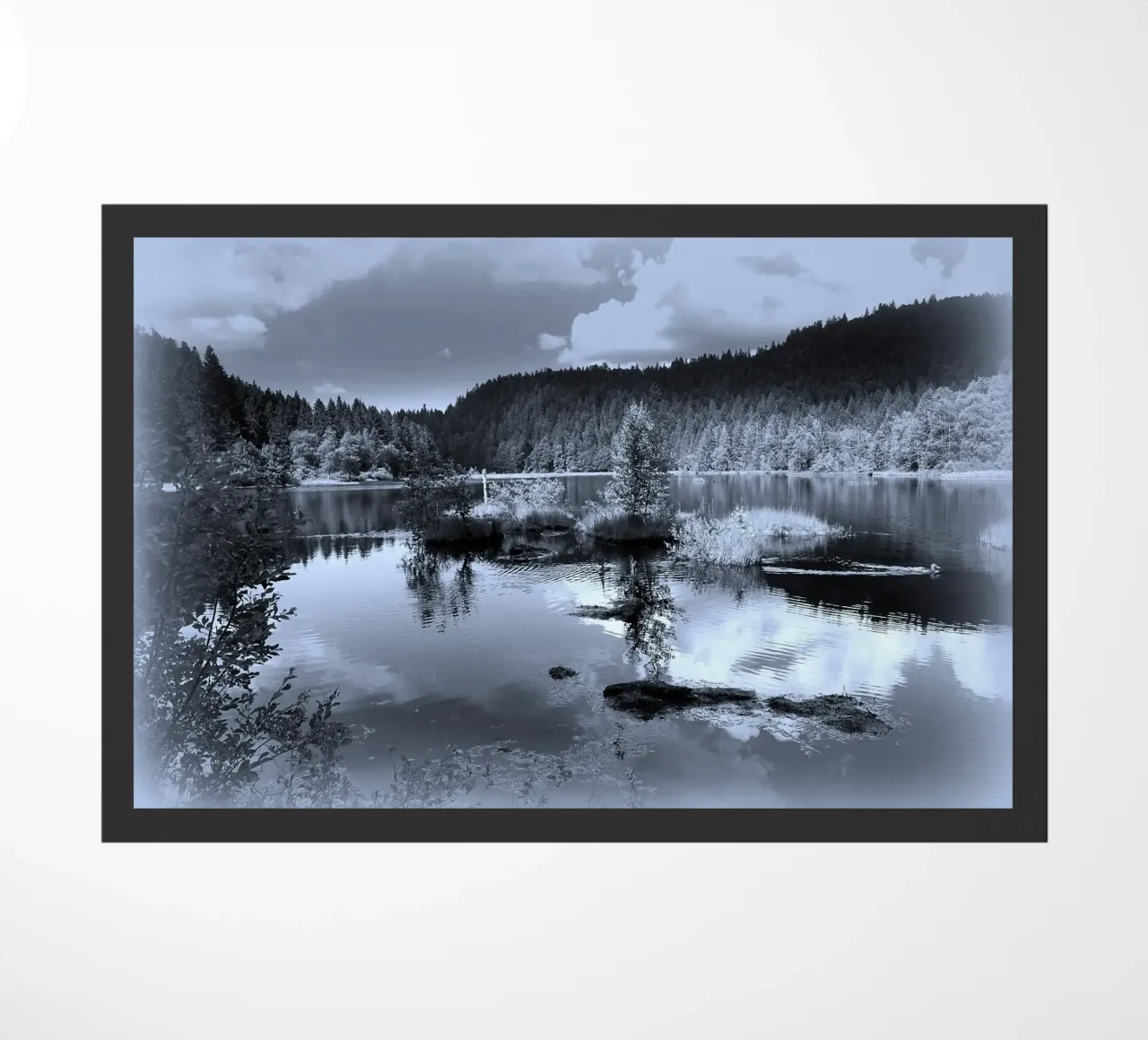 BW79 zerbino da Thierry vobmann photography