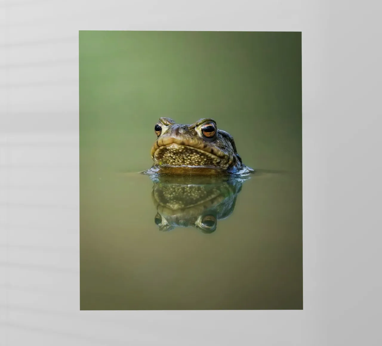 Rana pellicola backlit da Tom's Wildlife