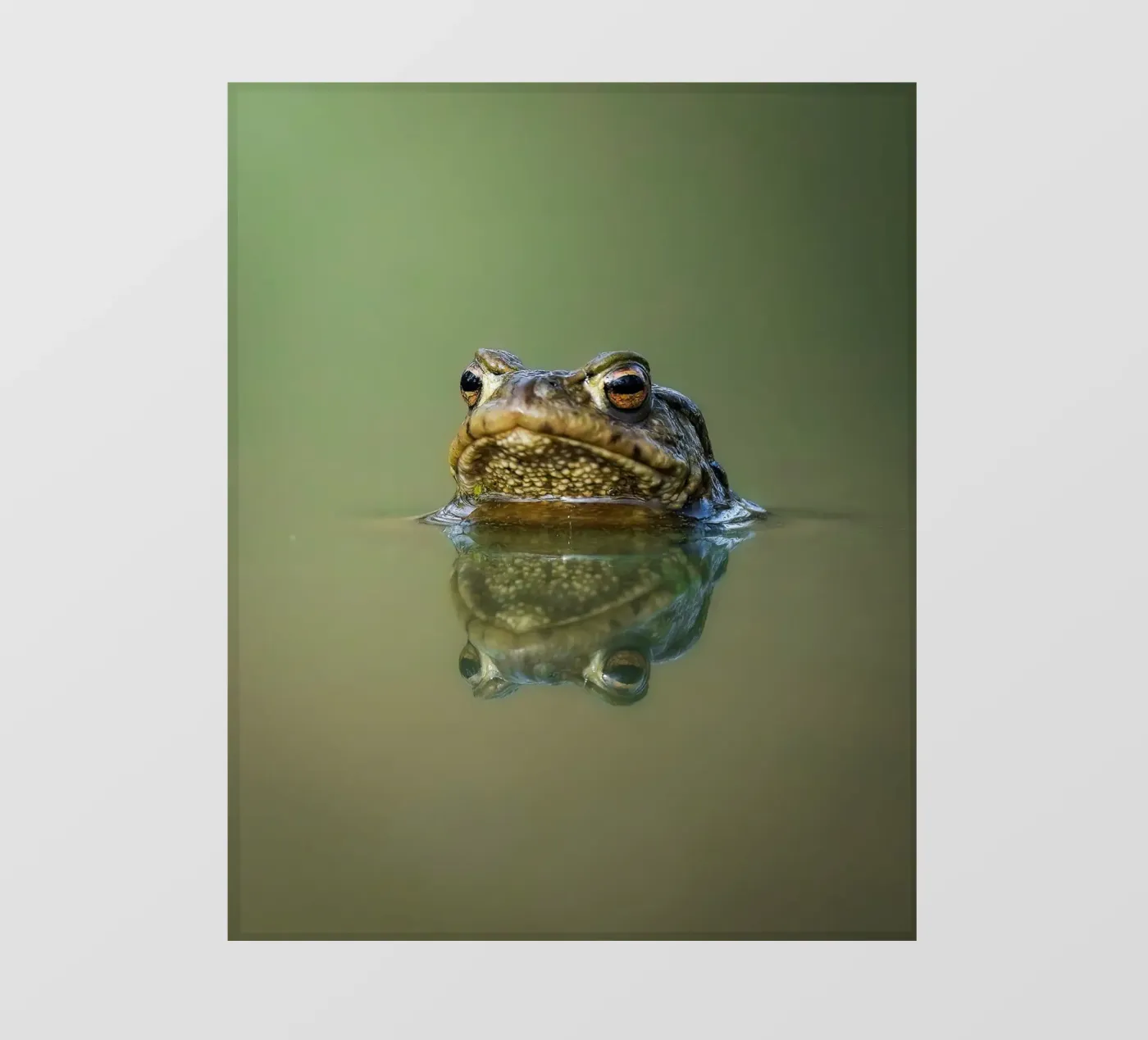 Frog Fototapete von Tom's Wildlife