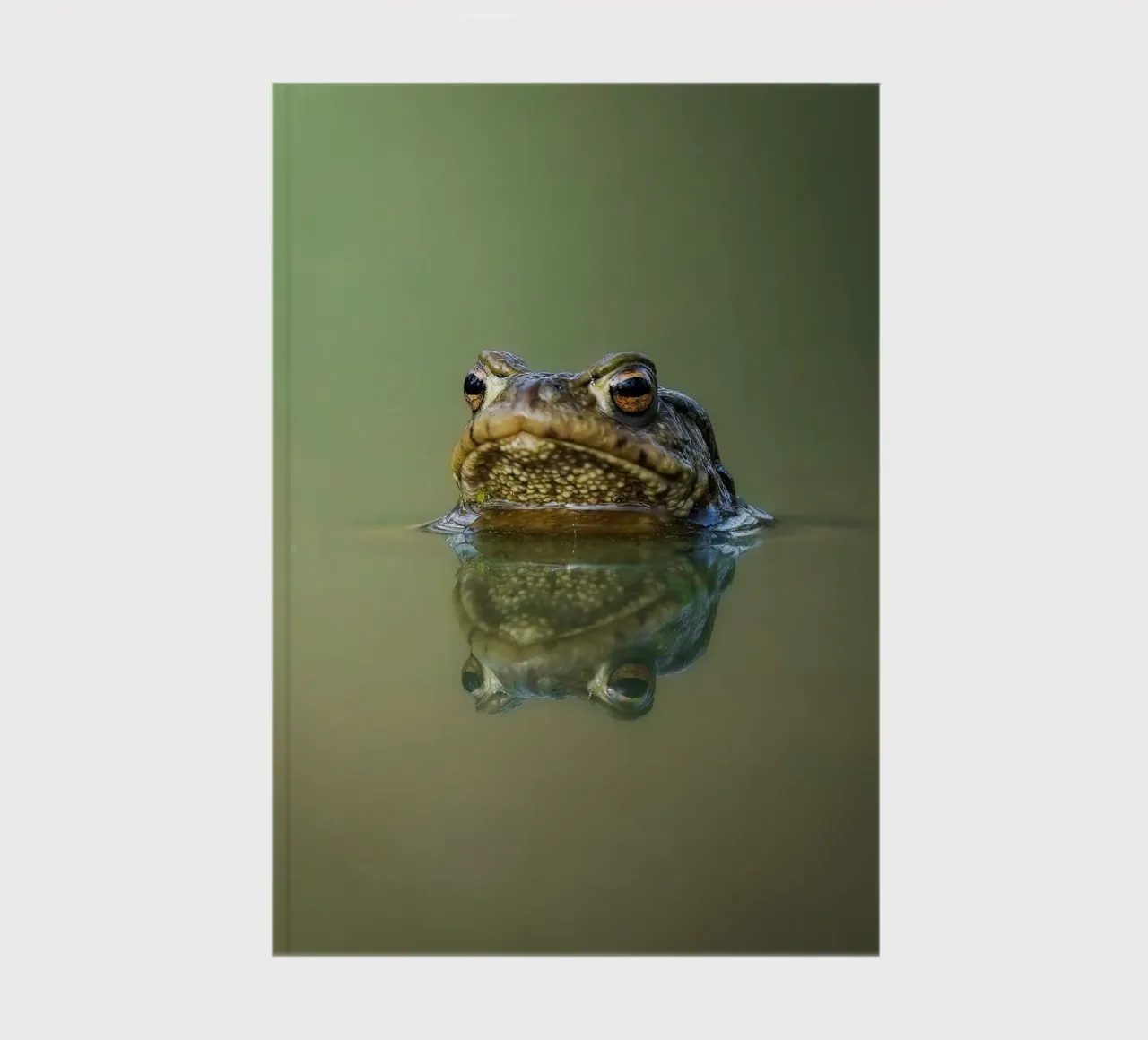 Frog notebook by Tom's Wildlife
