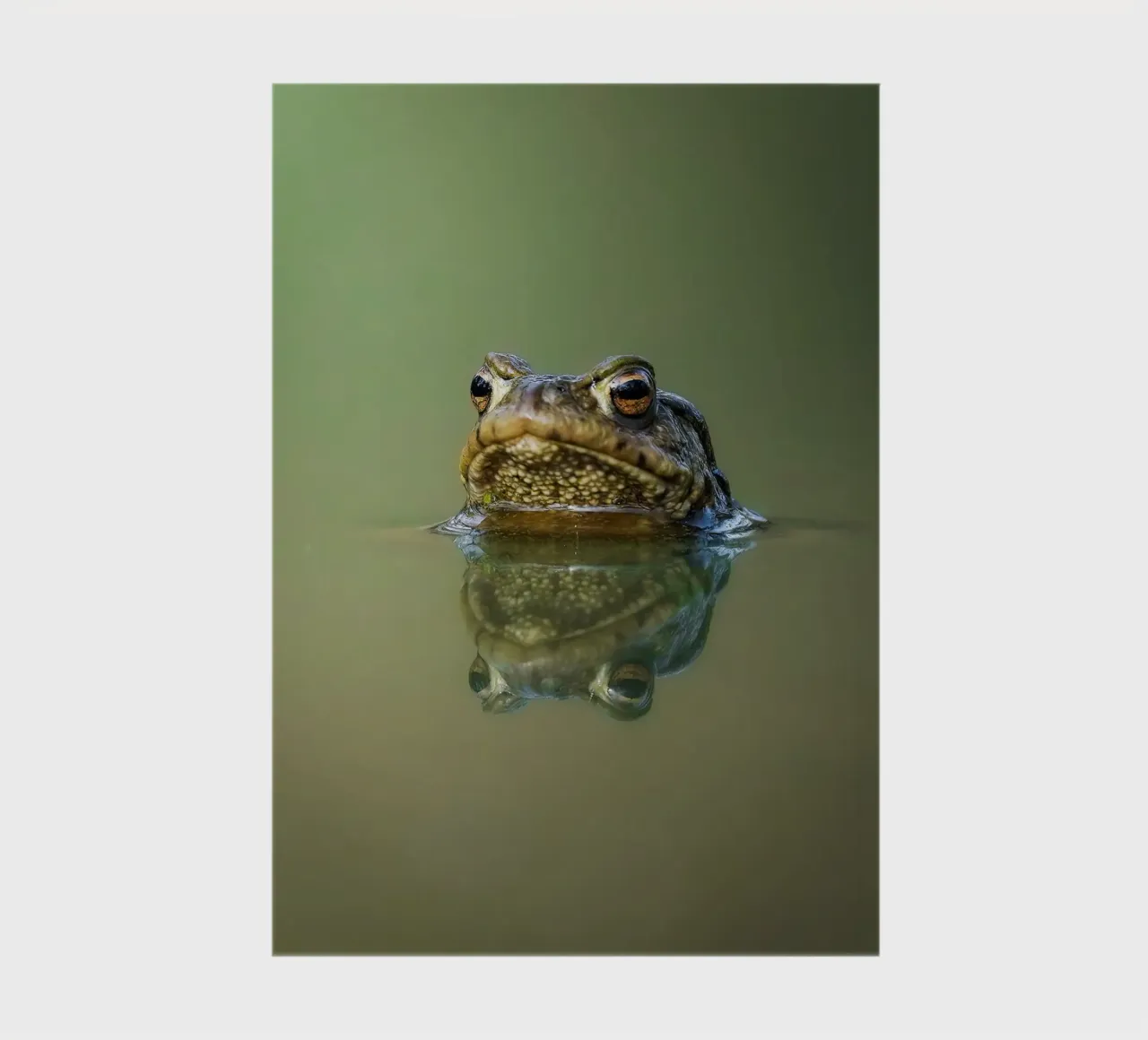 Frog notebook by Tom's Wildlife