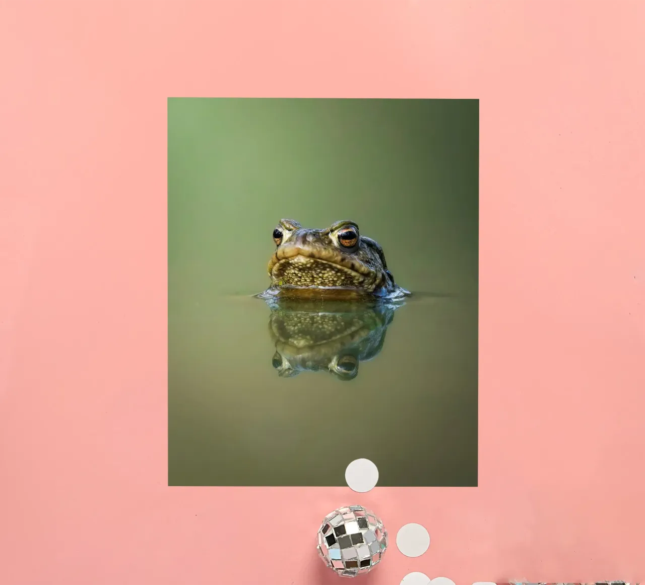 Frog sticker by Tom's Wildlife