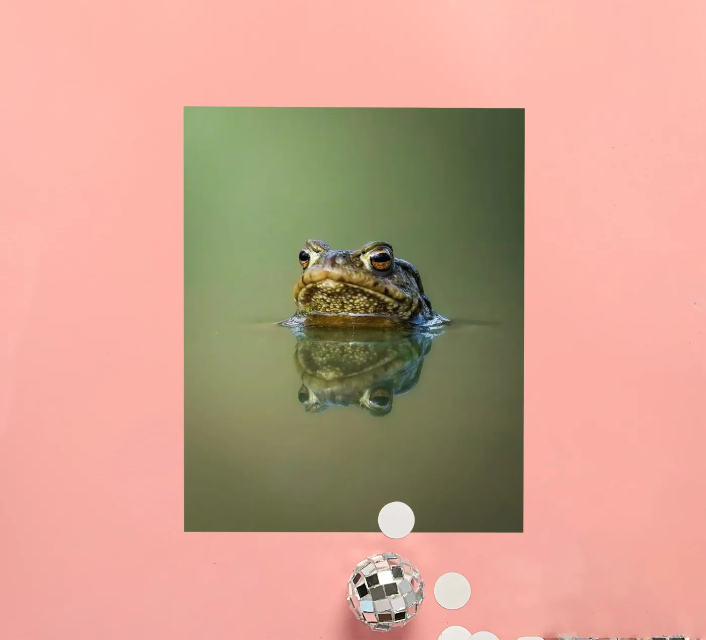 Kikker sticker van Tom's Wildlife