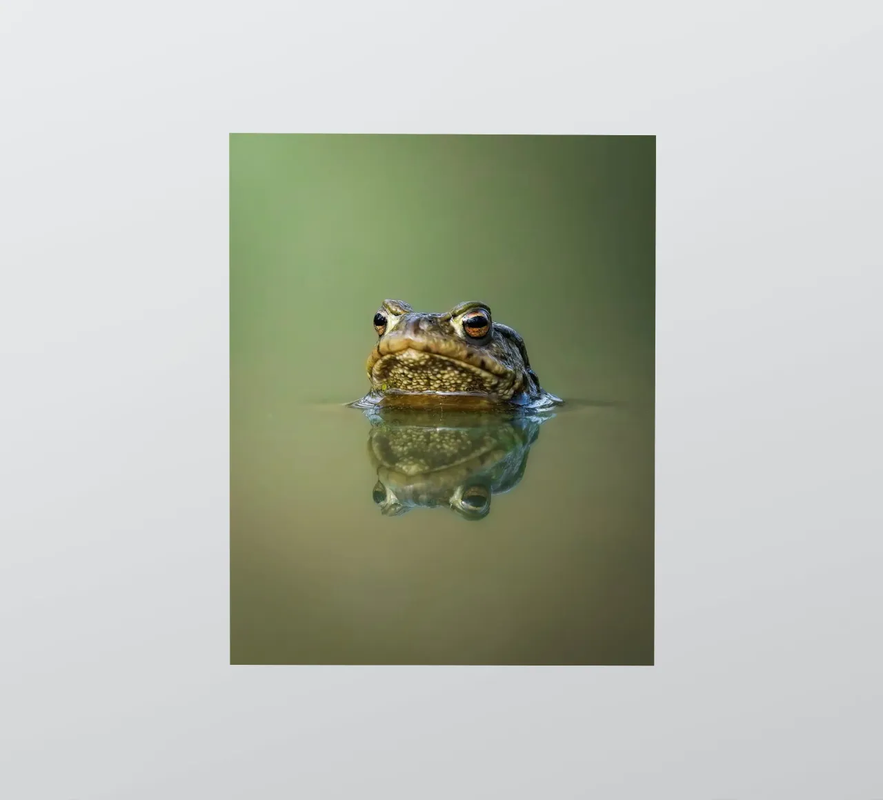 Frog sticker by Tom's Wildlife