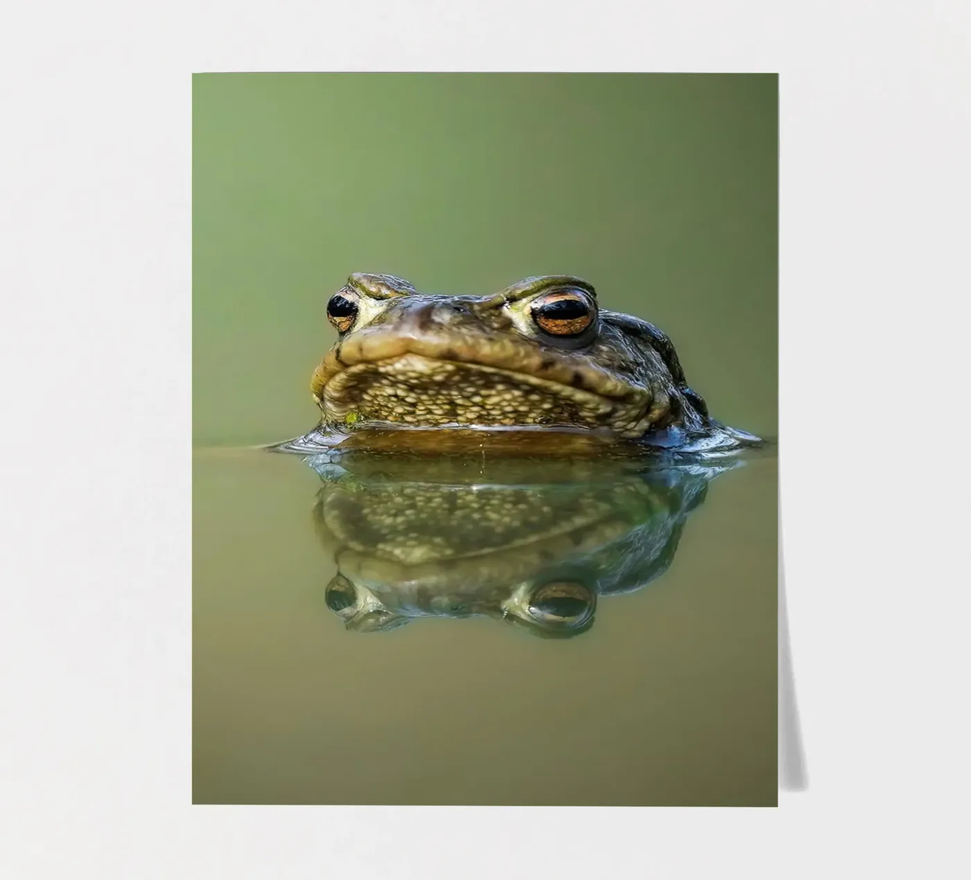 Kikker stickervel van Tom's Wildlife