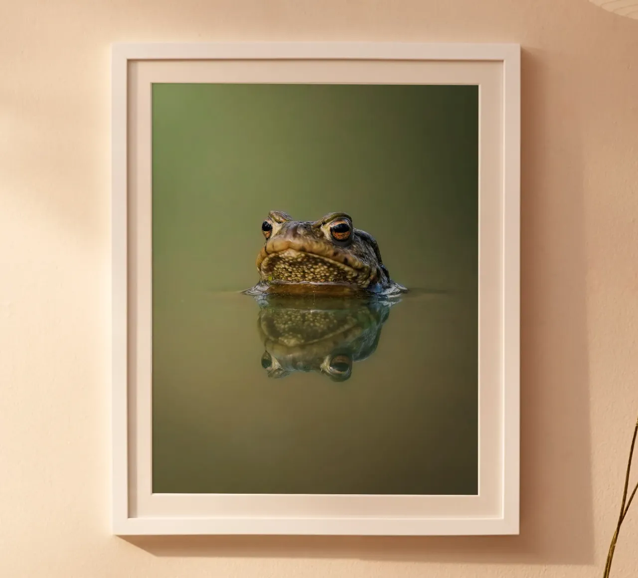 Rana poster con telaio in plastica da Tom's Wildlife