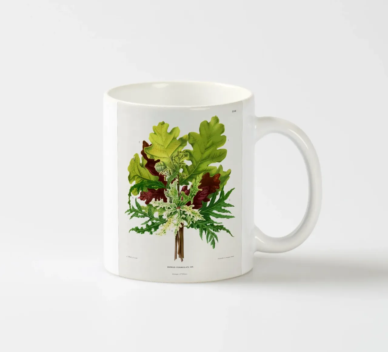 Quercus Pedunculata Var tazza in ceramica da vintageshop