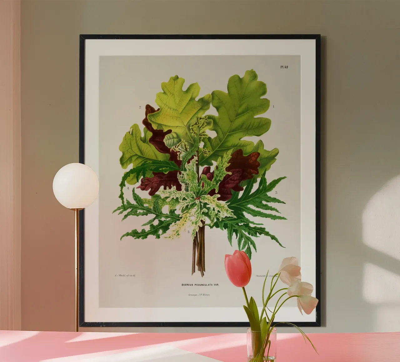 Quercus Pedunculata Var poster da vintageshop