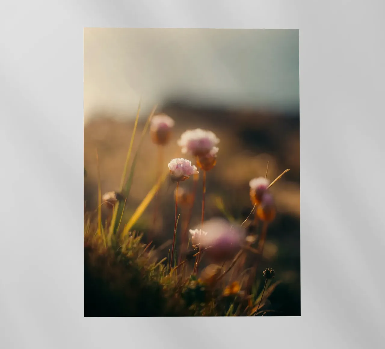 fiori mare pellicola backlit da Earthly Visions