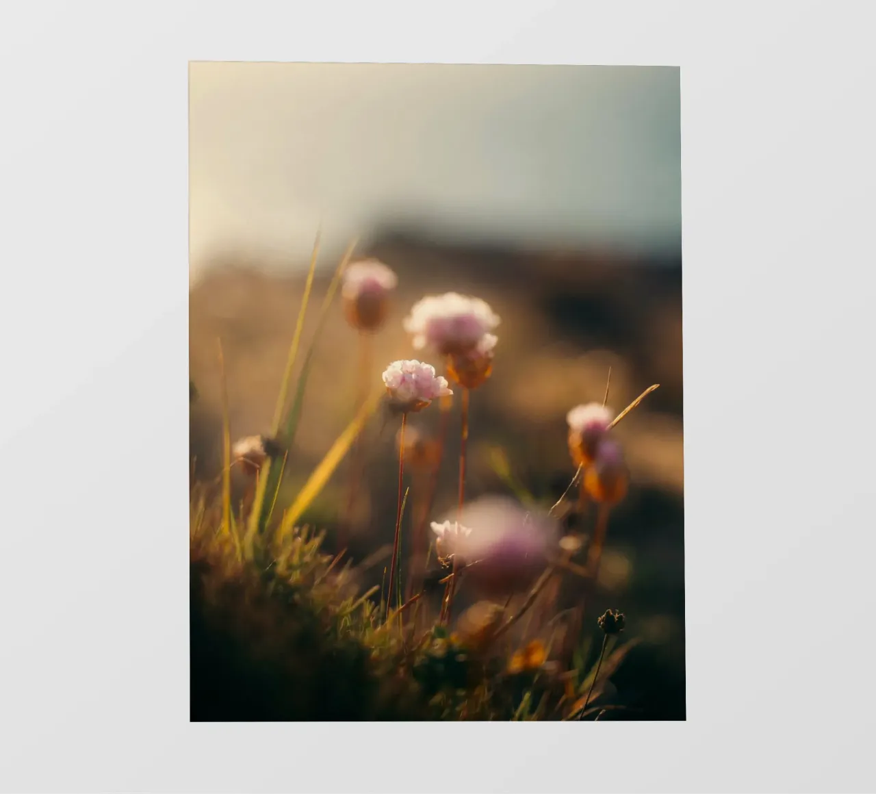 fiori mare pellicola backlit da Earthly Visions